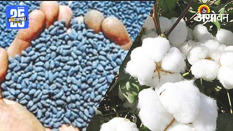 Cotton Seed 