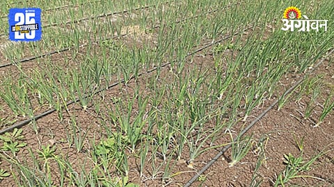Crop Damage 
