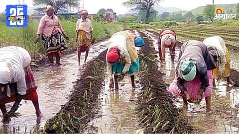 Onion Cultivation