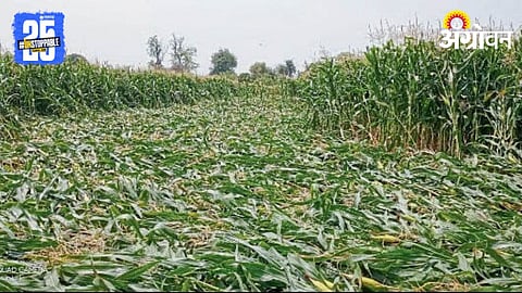 Crop Damage 
