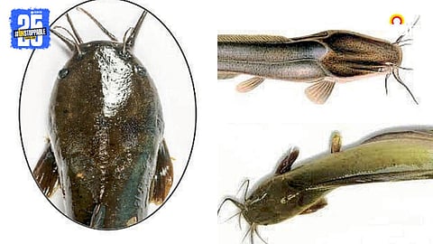 Magur Fish