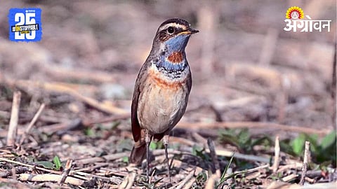 Bluethroat Bird
