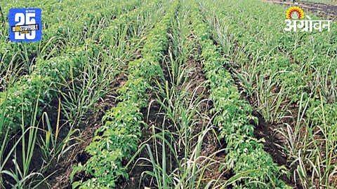 Sugarcane Farming 