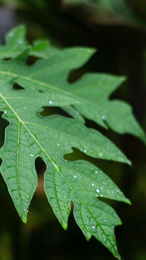 Papaya Leaf Juice