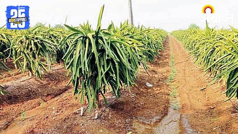 Dragon Fruit Farming 