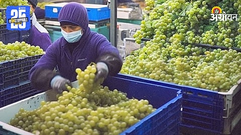 Grape Export