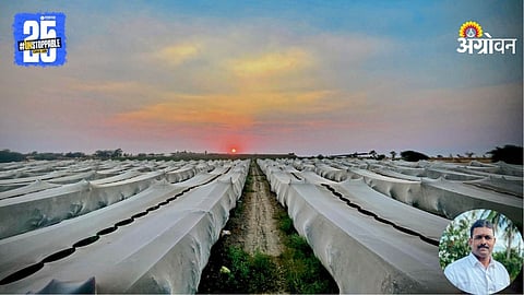 Pomegranate Farming
