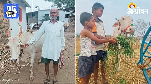 Desi Cow Rearing 