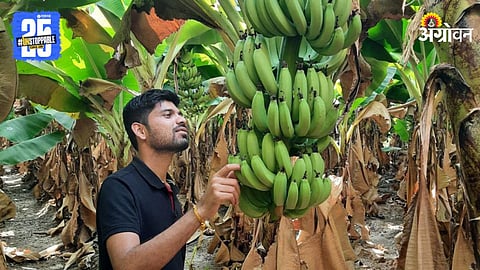 Banana Farmer