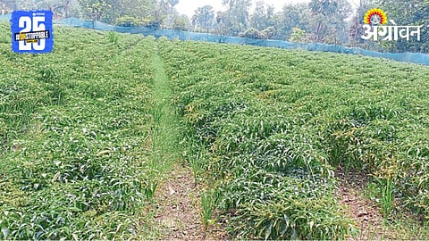Chili Farming 
