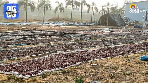 Agriculture Rain