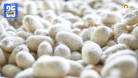 Silk Cocoon