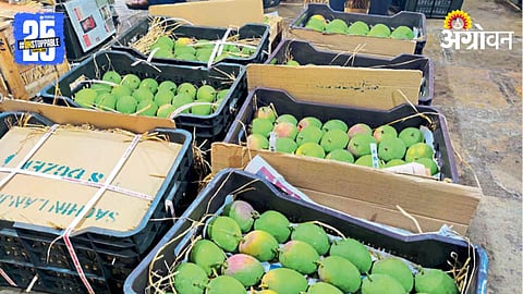 Mango Market