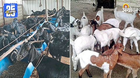 Goat Farming