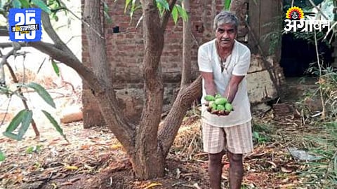 Mango Crop Damage