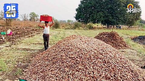 Turmeric Farming