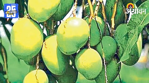 Mango Farming 