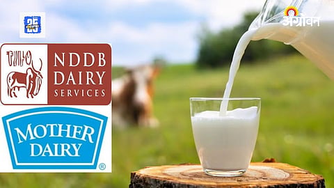 NDDB Dairy Project