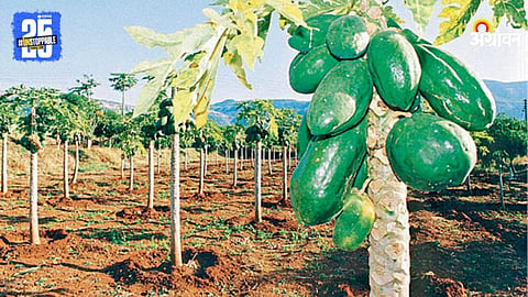 Papaya