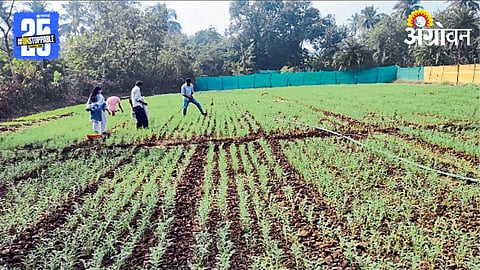 Chana Farming 