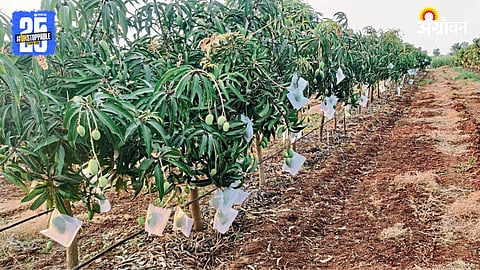 Mango Orchard
