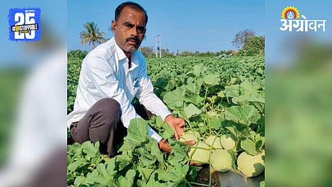 Muskmelon Farming 