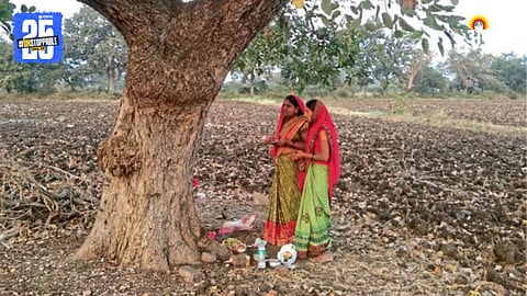 Red Sanders Tree
