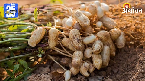 Groundnut 
