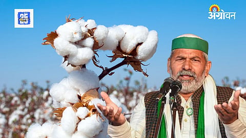  Bt Cotton Prices