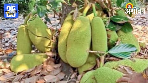 Jackfruit Farming 