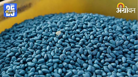 Cotton Seed 