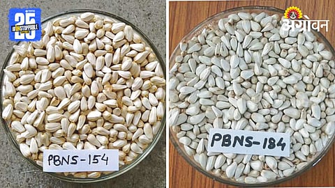 Safflower Variety 