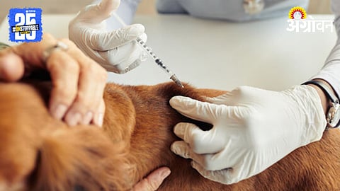Dog Rabies Vaccination 