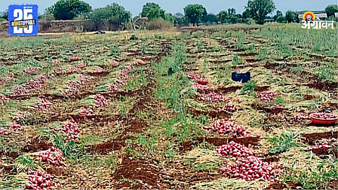Onion Crop Damage