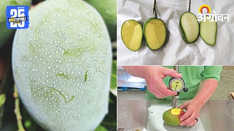 Mango Harvesting 