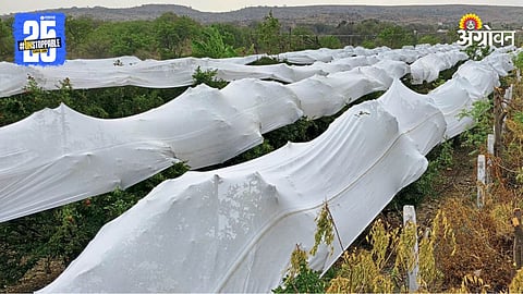 Crop Protection