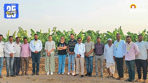 Banana Farming in Junnar