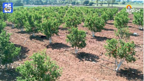 Fruit Farming 