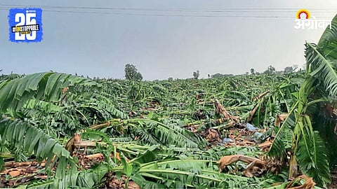 Crop Damage