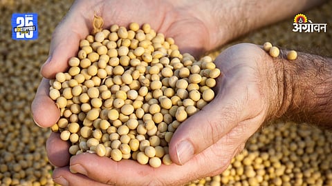 seed