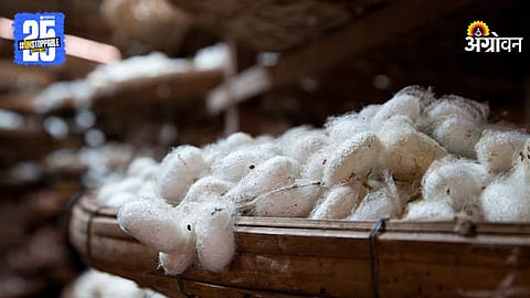 Silk Cocoon