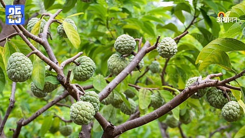 Custard Apple Orchard 