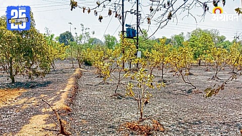 Cashew Tree Damage