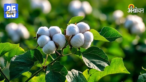 Cotton