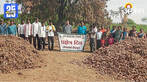 Turmeric Farming 