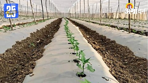 Protective Farming 
