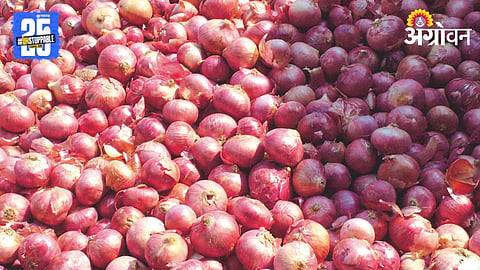Onion Market 