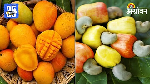 Mango Cashew