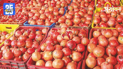 Pomegranate Export
