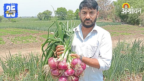 Onion Farming 